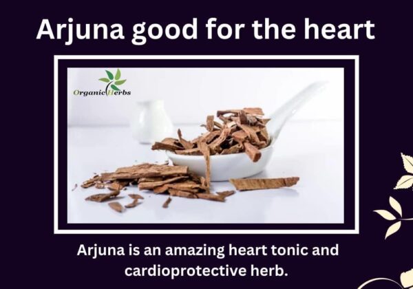 Arjuna Extract Powder